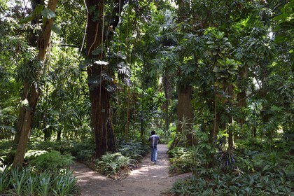 Sri Lanka, center province, Kandy, Peradeniya Botanical Garden, ferns and other pteridophytes