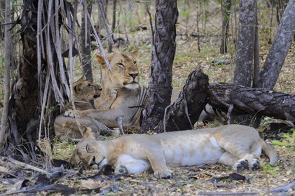 Tanzania, Selous Game Reserve is one of the largest fauna reserves of the world and designated a UNESCO World Heritage Site in 1982, lions (Panthera leo)