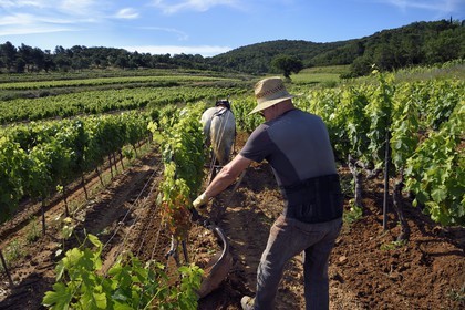 France, Var, Presqu'ile de Saint-Tropez, Gassin, domaine de la Rouillère, Jean-Louis and Christine Calla plow a vineyard plot with their horse