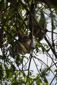 Rwanda, Province de l’Ouest, Karongi (anciennement nommée Kibuye), lac Kivu, Ile Napoléon ou Tembabagoyi, Roussette paillée africaine ou Roussette des palmiers africaine ou Roussette jaune (Eidolon helvum)
