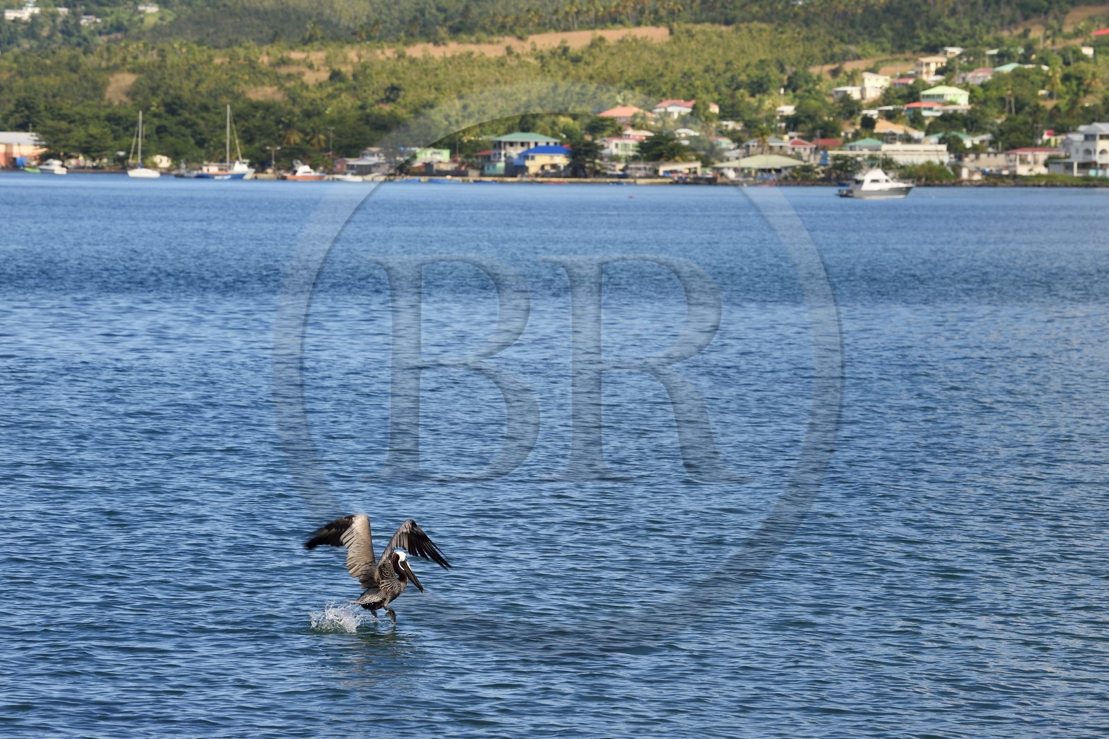 Caraïbes, Ile de la Dominique, Portsmouth, la baie de Prince Rupert, Pélican brun (Pelecanus occidentalis) au décollage