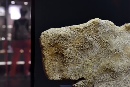 France, Dordogne, White Perigord, Perigueux, museum of Art and Archaeology of the Perigord (MAP), Prehistory Section, reindeer engraved on a stone found in Limeuil (Dordogne)