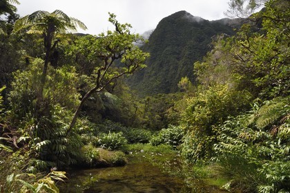 France, Reunion island (French overseas department), Reunion National Park listed as World heritage by UNESCO, La Plaine des Palmistes, Bebour forest, Cassé de Takamaka hiking trail, Swallows Basin(Bassin des Hirondelles)