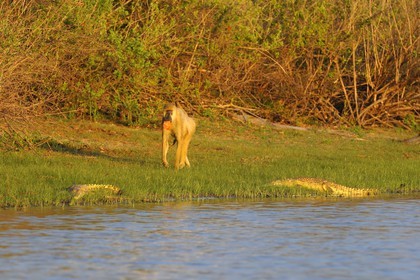 Tanzania, Selous Game Reserve is one of the largest fauna reserves of the world and designated a UNESCO World Heritage Site in 1982, Yellow baboon (Papio hamadryas cynocephalus) passing near baby crocodiles