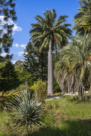 France, Alpes-Maritimes (06), Antibes, Le Jardin Botanique de la Villa Thuret (rattachée à l'INRAE), labellisé Jardin Remarquable et Arbre Remarquable, cocotier du Chili ou palmier du Chili (Jubaea chilensis)