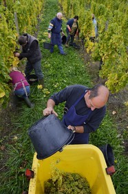 France, Bas-Rhin (67), Route des Vins d'Alsace, Mittelbergheim, labellisé Les Plus Beaux Villages de France, vendanges manuelles au domaine Wittmann