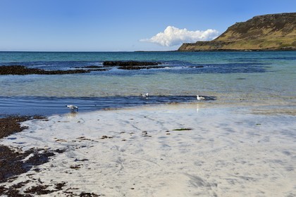 Royaume-Uni, Ecosse, Highland, Hébrides intérieures, Ile de Mull, plage de la Baie de Calgary