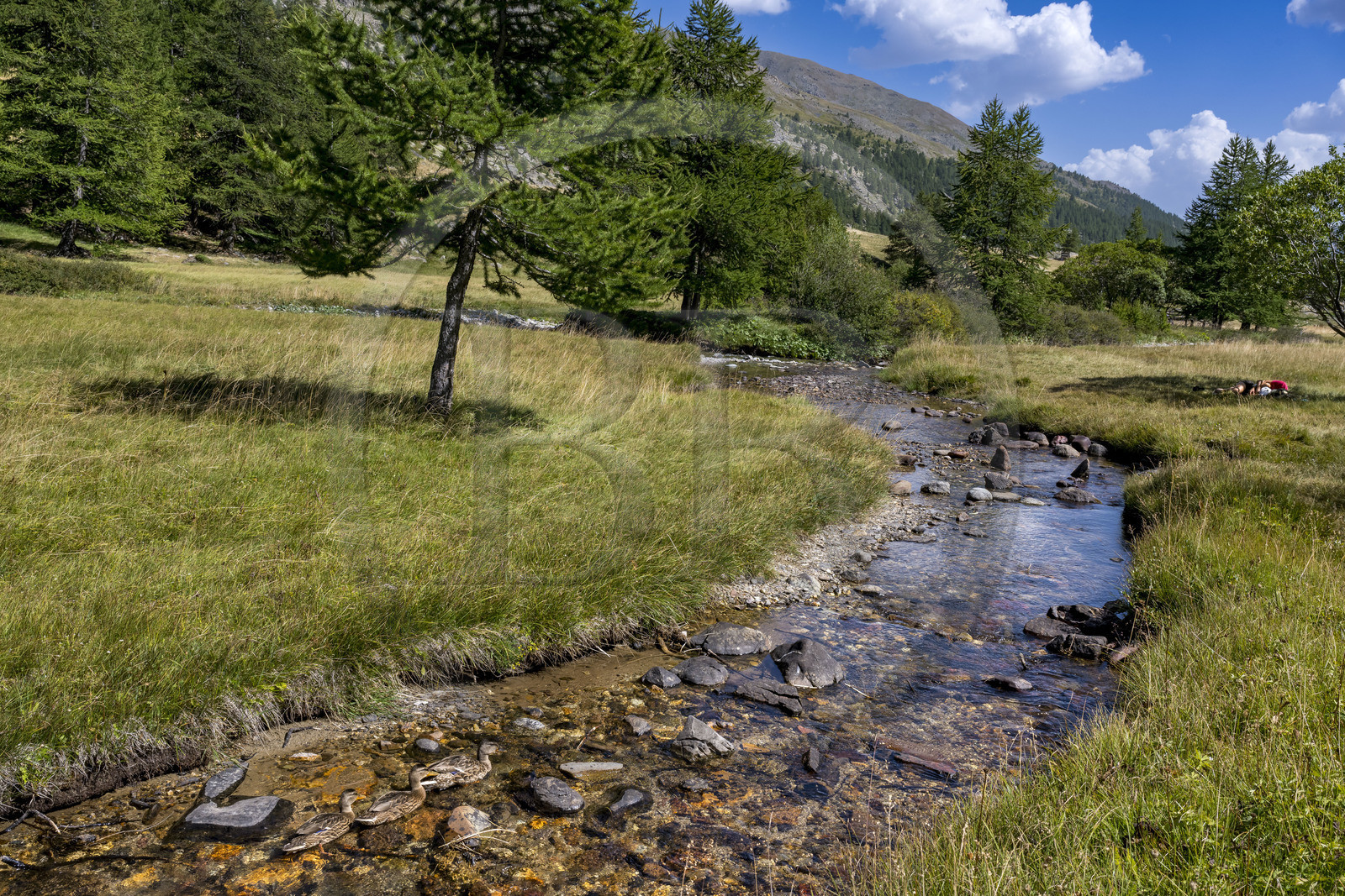 France, Hautes Alpes (05), le Briançonnais, Névache, vallée de la Clarée, canards à la rivière La Clarée