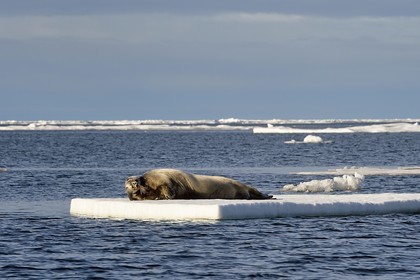 Groenland, cote Nord-Ouest, Smith sound au nord de la baie de Baffin à Inglefield Land, phoque barbu (Erignathus barbatus) allongé sur un morceaux de glace de la banquise arctique