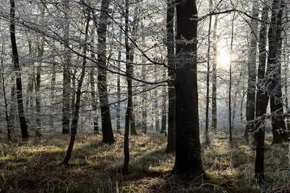 France, Bas Rhin, Saverne region, frosted trees