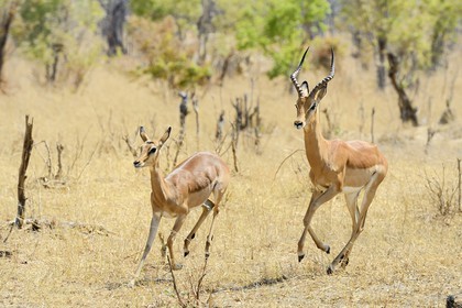 Zimbabwe, Matabeleland North Province, Hwange National Park, impala (Aepyceros melampus)