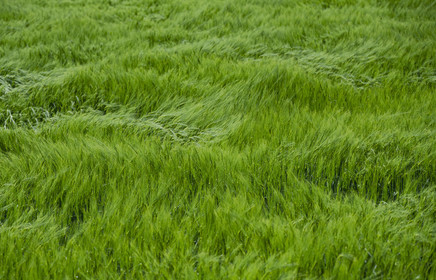 France, Haute-Loire (43), Landos, wheat field still green tormented by gusts of wind