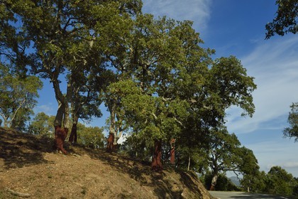 France, Var (83), Massif des Maures sur la route de Collobrières, chêne liège (Quercus suber)