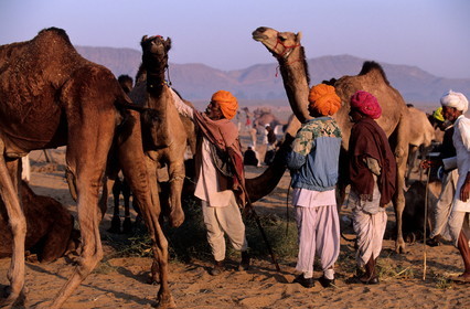 India, Rajasthan State, camel fair of Pushkar, business around and about a Drômedary