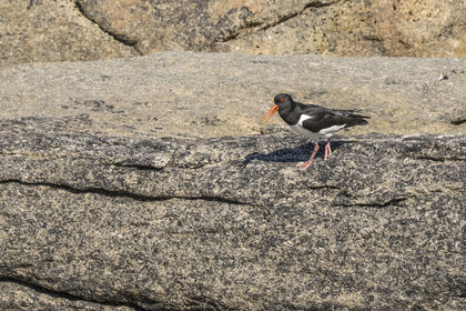 France, Finistère (29), Pays des Abers, Ile Vierge dans l'archipel de Lilia, huitrier pie (Haematopus ostralegus)