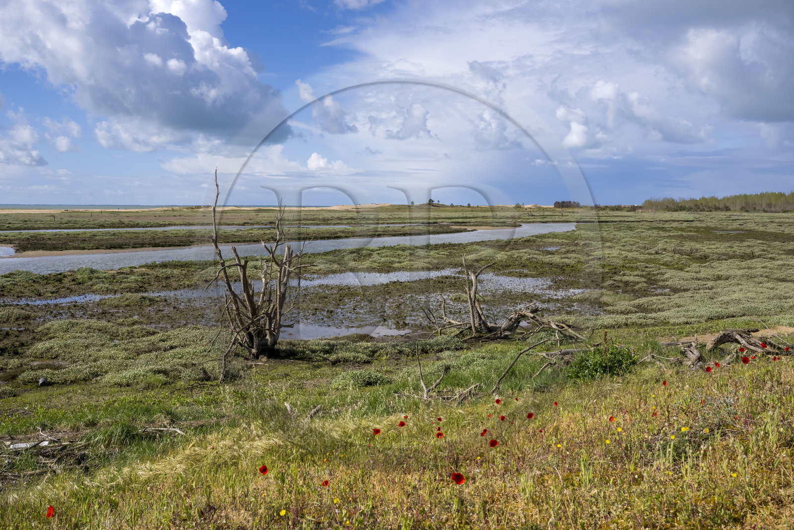 France, Vendée (85), La Tranche-sur-Mer, Réserve naturelle de la Casse de la Belle Henriette, l'une des dernières véritables lagunes de la côte atlantique