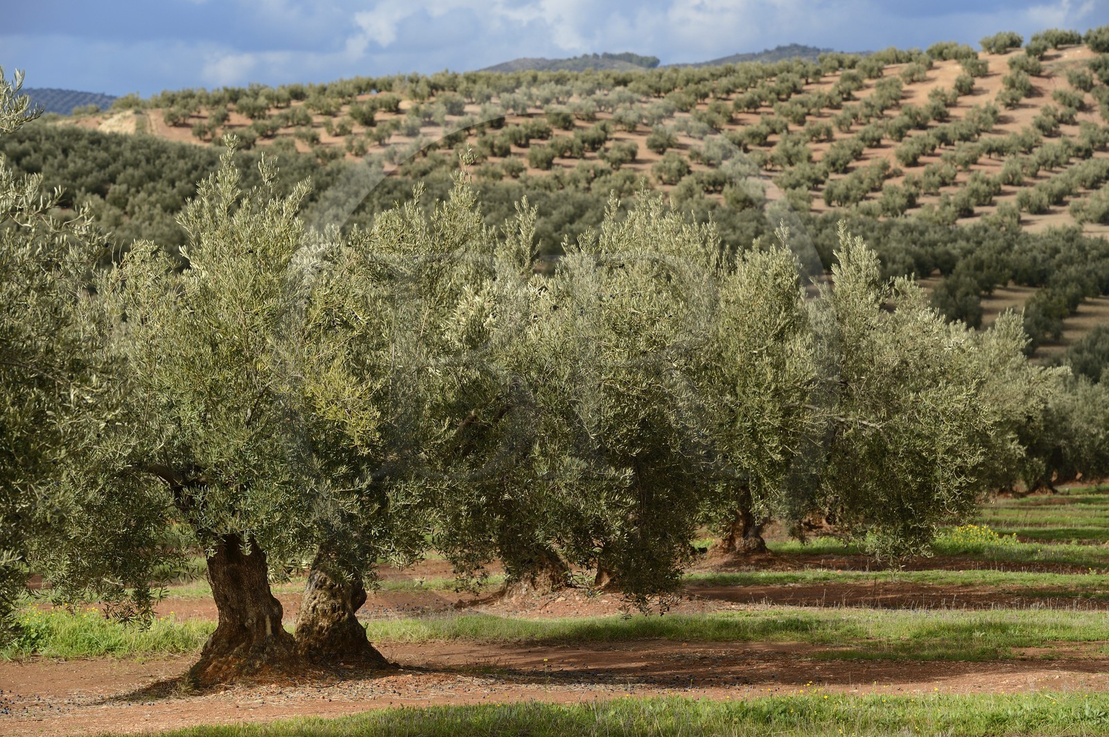 Espagne, Andalousie, province de Jaén, champs d'oliviers au sud de Martos entre Baena et Alcaudete