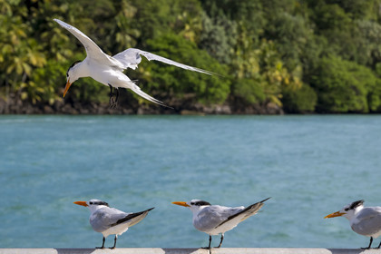 France, French Guiana, Kourou, Salvation Islands (Iles du Salut), Royal Island, royal tern (Thalasseus maximus)
