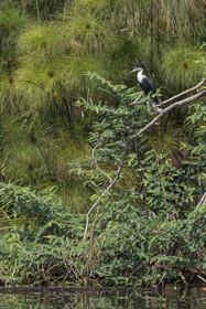 Rwanda, Parc national de l'Akagera, le lac Ihema, cormoran à poitrine blanche (Phalacrocorax lucidus)