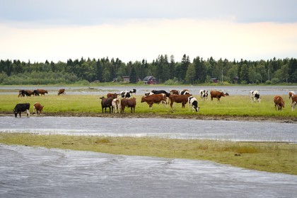 Sweden, Vasterbotten County, Umea, cow herd along the Ume River (Umeälven)