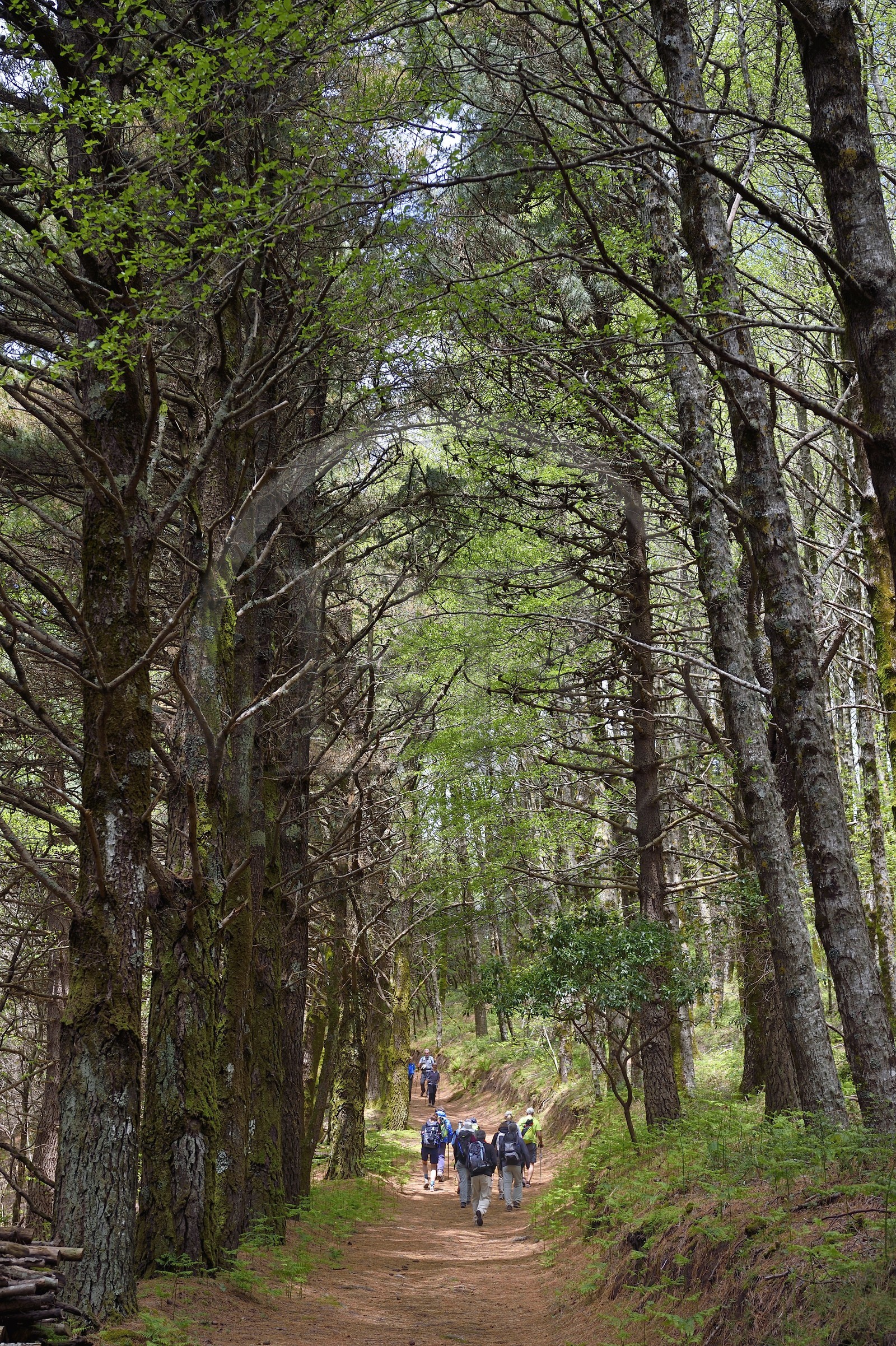 Italie, Sicile, iles Eoliennes, classées Patrimoine Mondial de l'UNESCO, Ile de Salina, randonneurs traversant la forêt du Monte Fossa delle Felci