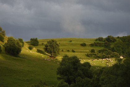 Roumanie, Transylvanie, Biertan, troupeau de mouton dans les collines avoisinantes
