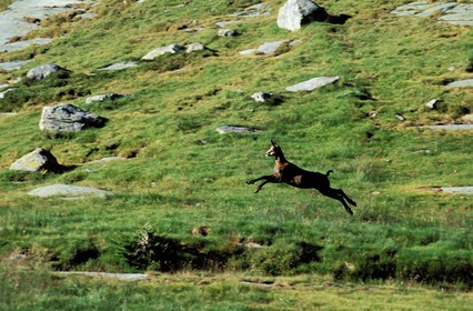 France, Alpes Maritimes, Fontanalbe, chamois in Mercantour National Park, Vallee des Merveilles