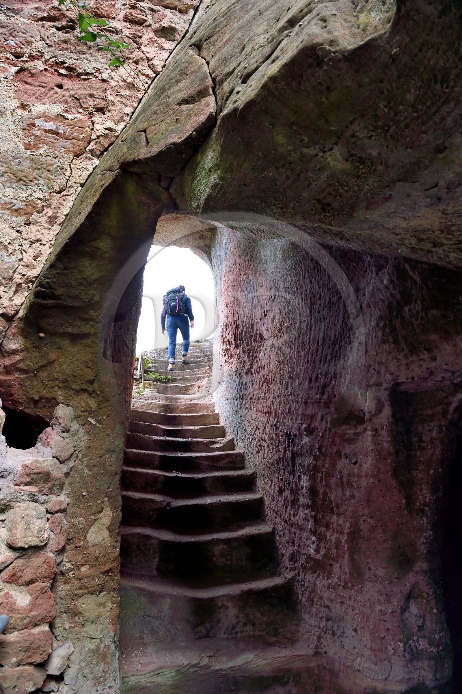 France, Bas-Rhin (67), Parc naturel régional des Vosges du Nord, Obersteinbach, les ruines du chateau du Petit-Arnsber, escalier taillé dans le rocher de grès