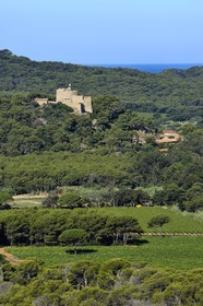 France, Var (83), Iles d'Hyères, parc national de Port Cros, Ile de Porquerolles, les vignes de la plaine de la Courtade dominées par le Fort Sainte Agathe