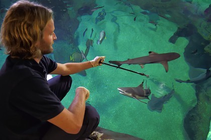 France, Pyrénées-Atlantiques (64), Pays-Basque, Biarritz, l'Aquarium - le Musée de la Mer, Jean Baptiste Nurenberg nourrissant un requin à pointes noires (Carcharhinus melanopterus)