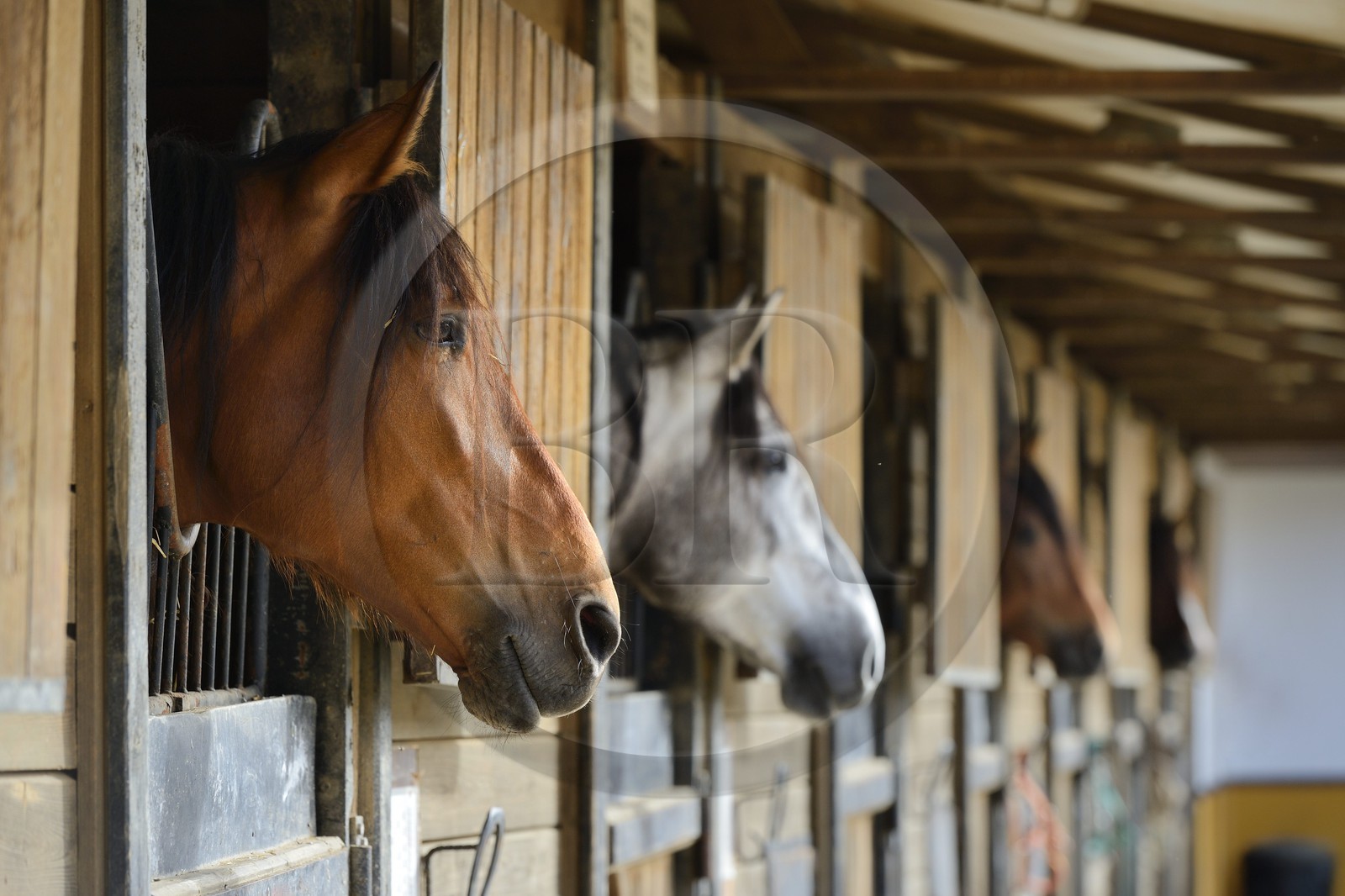 Espagne, Andalousie, province de Séville, Utrera, le haras Ayala (Yeguada Ayala), Pure race espagnole ou PRE (Pura Raza Espanola)