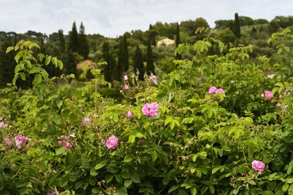 France, Alpes-Maritimes, Mouans-Sartoux around Grasse, Gardens of the International Perfume Museum (Jardins du Musée International de la Parfumerie), Centifolia rose