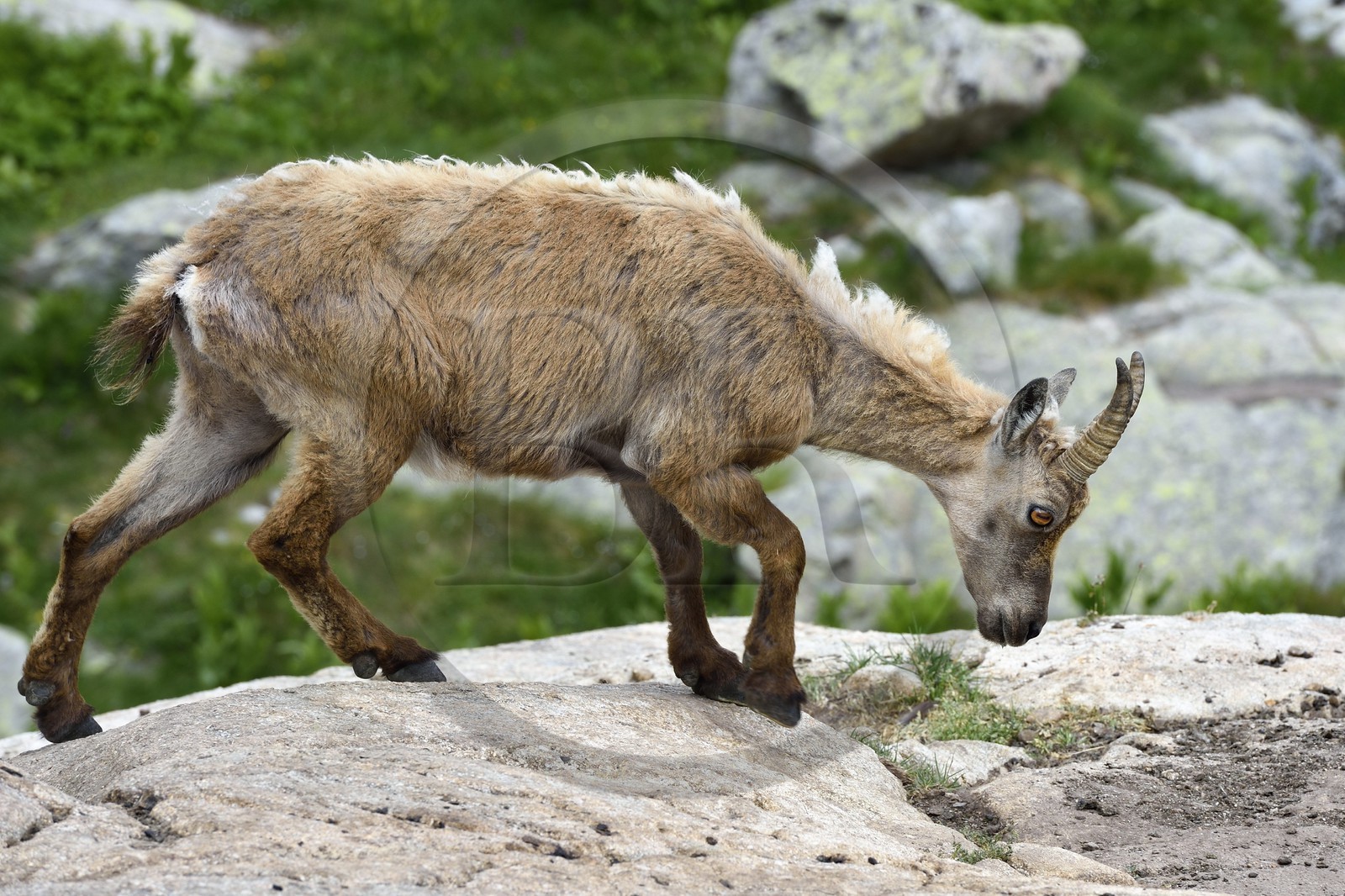 France, Alpes-Maritimes (06), parc national du Mercantour, vallée de la Valmasque, étagne, bouquetin (Capra ibex) femelle des Alpes France, Alpes-Maritimes (06), parc national du Mercantour, vallée de la Valmasque, étagne, bouquetin (Capra ibex) femelle des Alpes