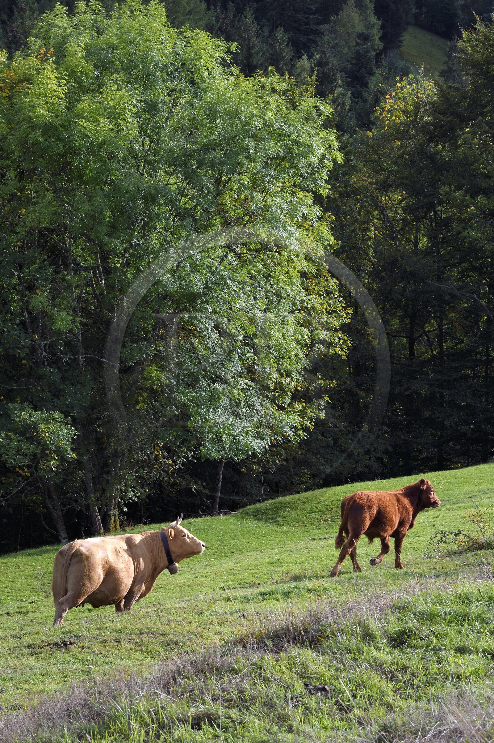 France, Haut-Rhin (68), Parc naturel régional des ballons des Vosges, vallée de Storckensohn à l'ouest de Fellering, troupeau de vaches en bordure de la forêt