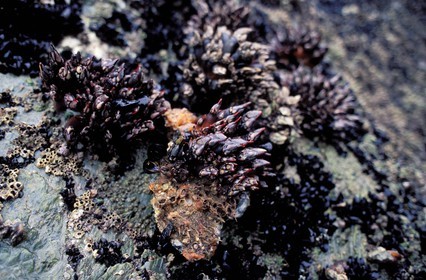 France, Morbihan, Belle Ile island, Pollicipes cornucopia (shellfishes)