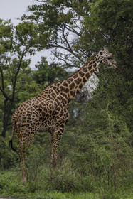 Rwanda, Parc national de l'Akagera, girafe (Giraffa camelopardalis)