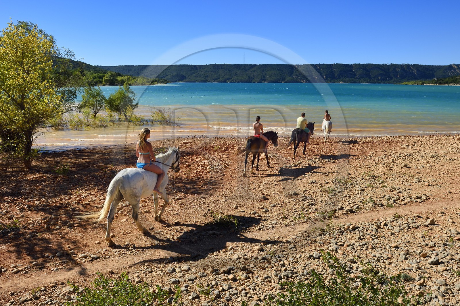 France, Var (83), Parc Naturel Régional du Verdon, lac de Sainte Croix, randonnée équestre avec Verdon Equitation