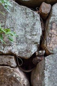 Sri Lanka, province centrale, district de Matale, Sigiriya, ville ancienne de Sigiriya classée patrimoine mondial de l'UNESCO, l'ancien palais forteresse du Rocher du Lion, serpent