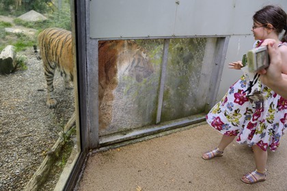 France, Haut Rhin, Mulhouse, botanical and zoological park, Siberian tiger (Panthera tigris altaica) also known as the Amur tiger