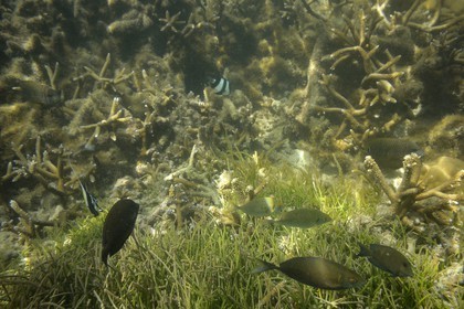 France, Ile de la Reunion, Côte Ouest, Saint-Gilles-Les-Bains (commune de Saint-Paul), le récif corallien du lagon de l'Ermitage (vue sous-marine)