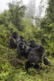 Rwanda, Province du Nord, Parc National des Volcans dans la chaine des Monts Virunga, mont Karisimbi, gorilles des montagnes (Gorilla beringei beringei), le dos argenté (silverback) nommé Impuzamahanga qui est le male dominant au centre en arrière plan