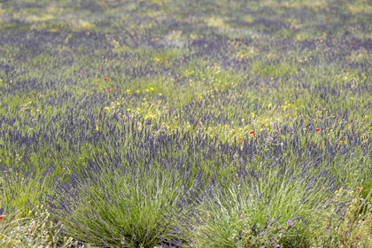 France, Drome, Drome Provencale, Sault district, Ferrassieres, lavender fields