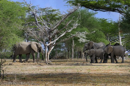 Tanzania, Selous Game Reserve is one of the largest fauna reserves of the world and designated a UNESCO World Heritage Site in 1982, African Bush Elephant (Loxodonta africana)