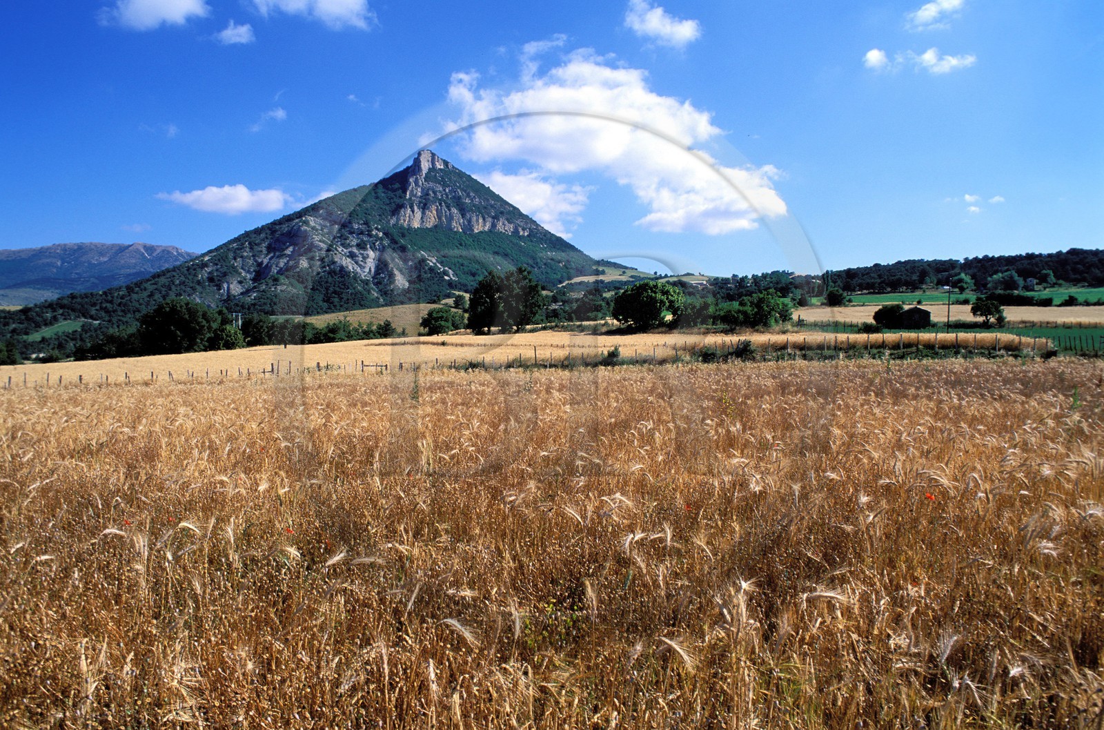 France, Hautes-Alpes (05), Pays du Buëch, un champ de blé et la montagne Risou près de Saint-André-de-Rosans France, Hautes-Alpes (05), Pays du Buëch, un champ de blé et la montagne Risou près de Saint-André-de-Rosans