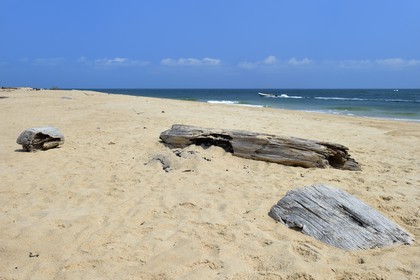 Gabon, province de l'Estuaire, plage de la Pointe Denis qui fait face à Libreville de l'autre côté de l'Estuaire du Gabon et bois flotté