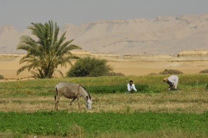 Egypte, désert libyque, oasis de Dakhla, travaux des champs
