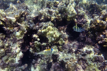 Sultanat d'Oman, gouvernorat de Mascate, réserve naturelle des Iles Daymaniyat, récif corallien