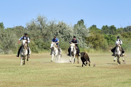 France, Bouches du Rhone, Parc naturel regional de Camargue (Regional Natural Park of Camargue), La Regie de Frigoules, branding, gardians pursuing a bull