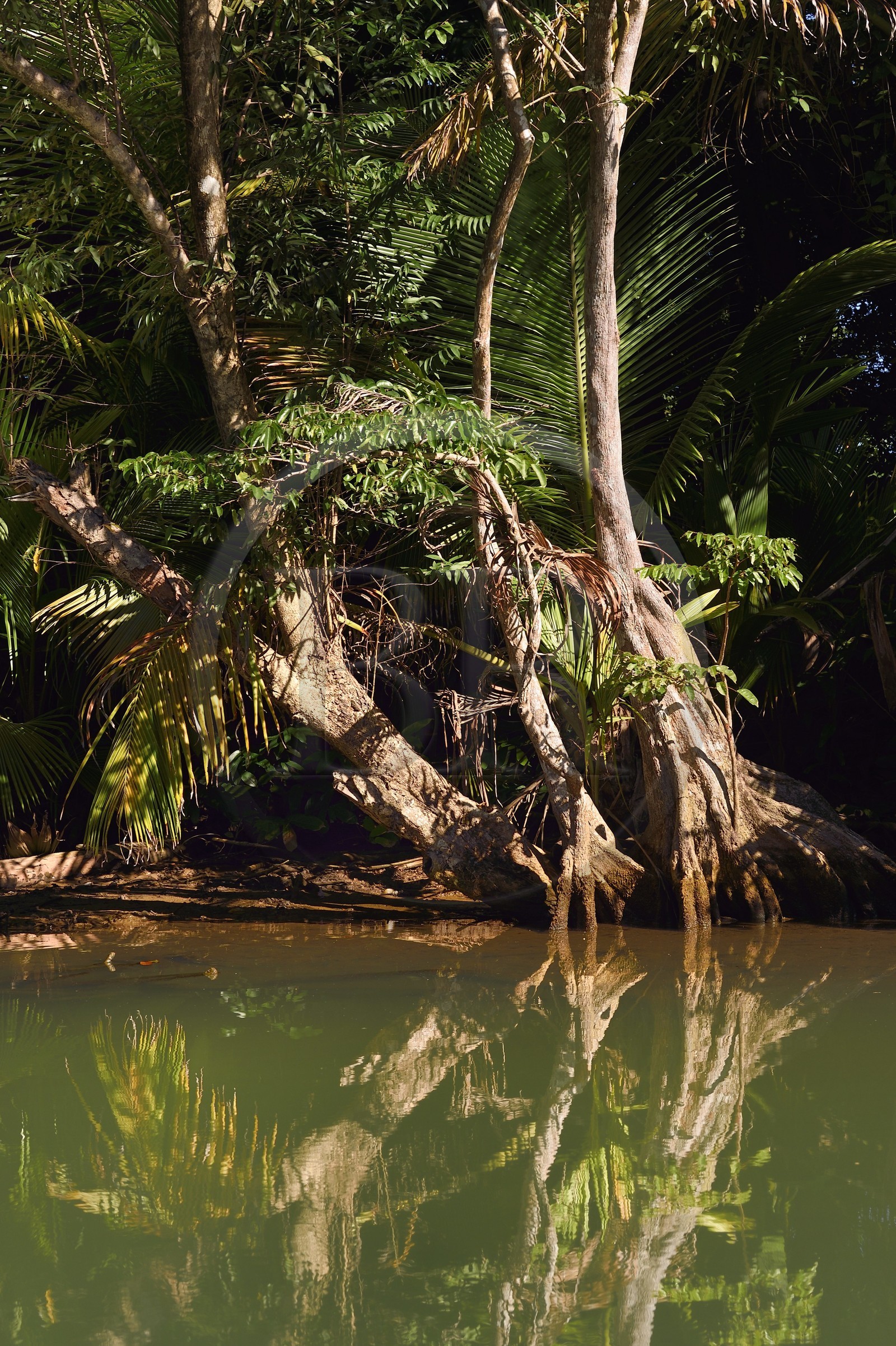 Caribbean, Dominica Island, Portsmouth, the banks of the Indian River