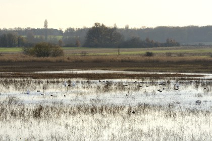 France, Indre, Berry, Parc Naturel Regional de la Brenne (Natural Regional Park of La Brenne), Purais pond, ducks and swans